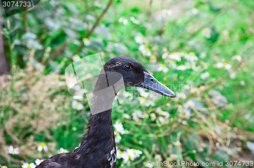 Image of black duck