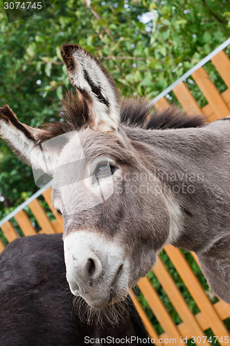 Image of Donkey