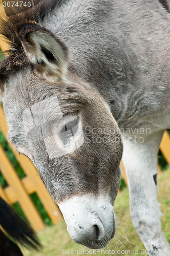 Image of Donkey