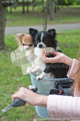 Image of bicycle walking with dogs