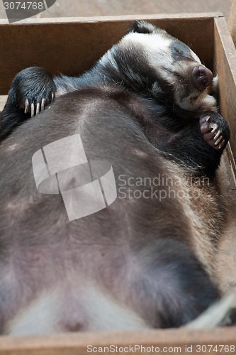 Image of sleeping badger