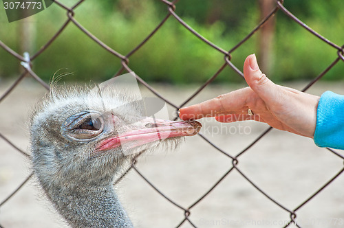 Image of ostrich