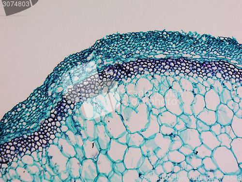 Image of Cucurbita stem micrograph