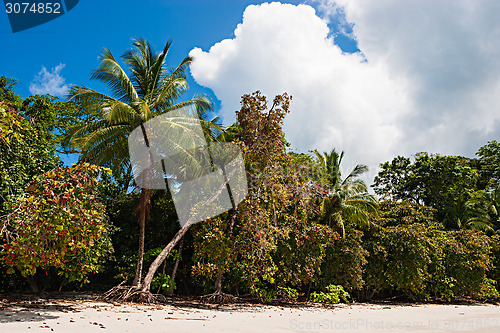 Image of Tropical Beach