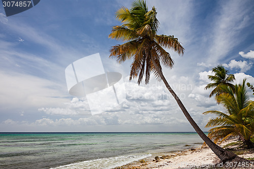 Image of Palm Tree in Sahona Island