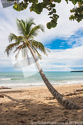 Image of Palm Tree