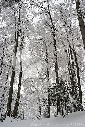 Image of Trees in the Snow