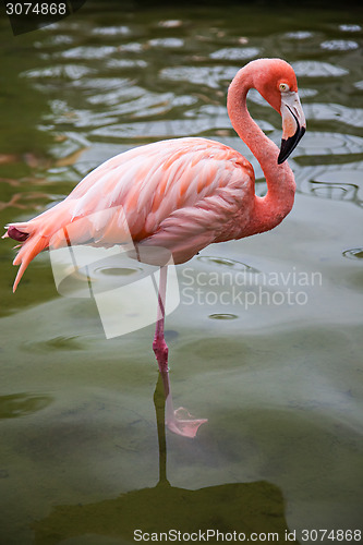 Image of Flamingo