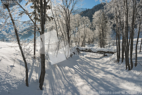 Image of Trees in the Snow