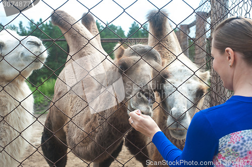 Image of feeding camels