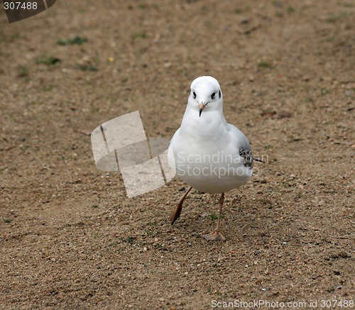 Image of nice sea gull