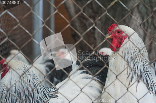 Image of Chickens