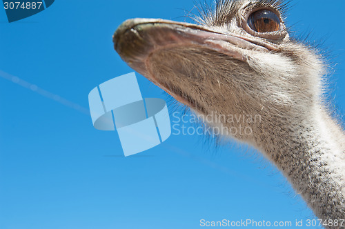 Image of ostrich