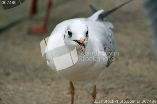 Image of nice sea gull