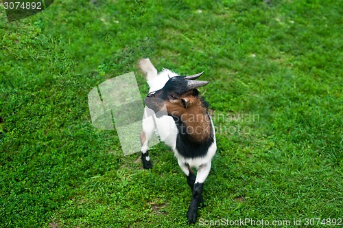 Image of baby goat
