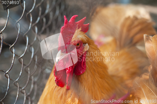 Image of Rooster cock