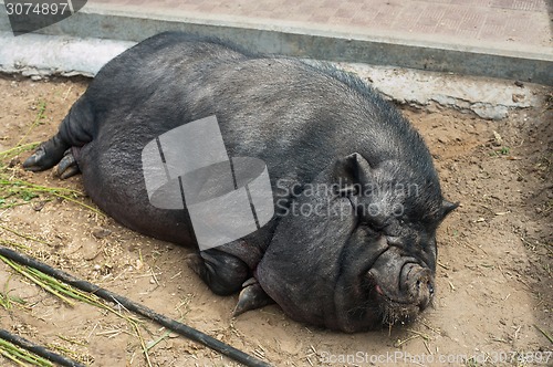 Image of black pig