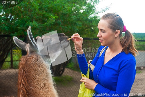 Image of feeding lama