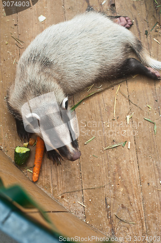 Image of badger