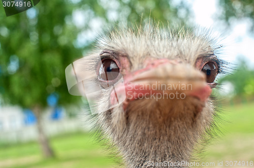 Image of ostrich