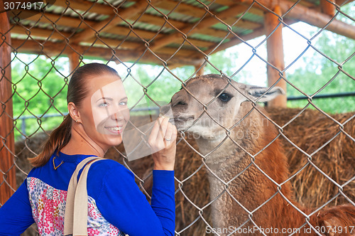 Image of feeding lama