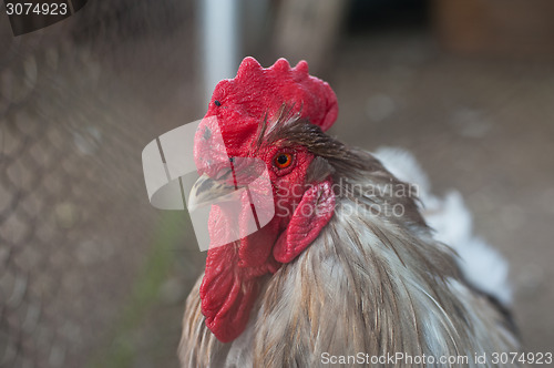 Image of Rooster cock