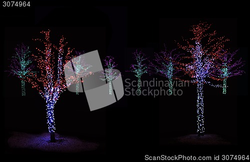 Image of Trees Illuminated at night 