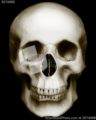 Image of Skull isolated on dark background