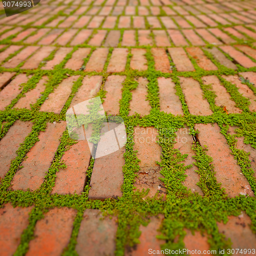 Image of Creepers Growing Around the Edges of Brick Pavers