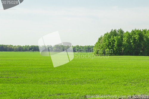 Image of summer landscape