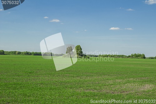 Image of summer landscape