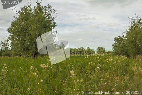 Image of       summer Morning.