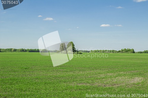 Image of summer landscape