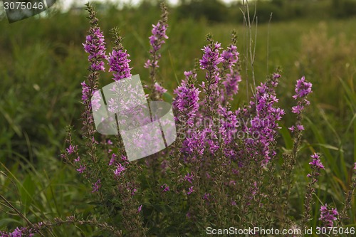 Image of       summer Morning.