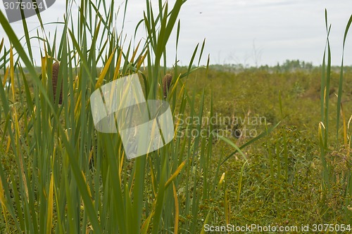 Image of       summer Morning.