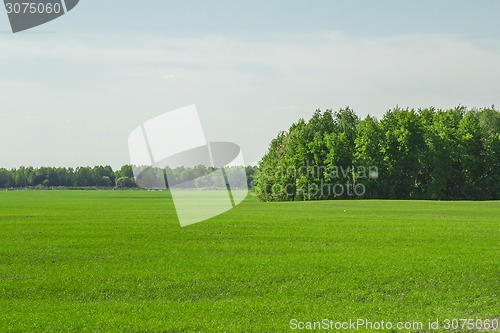 Image of summer landscape