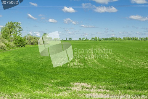 Image of summer landscape