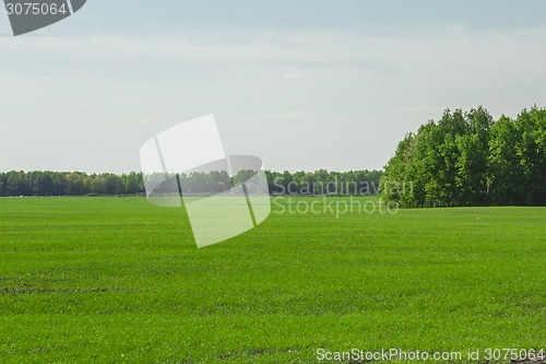 Image of summer landscape