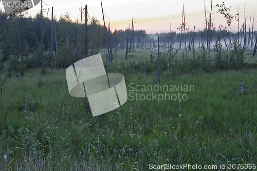 Image of       summer Morning.