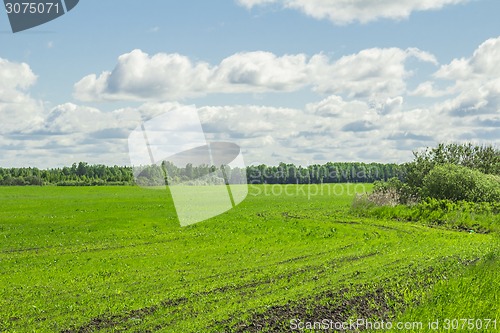 Image of summer landscape