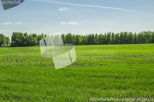 Image of summer landscape