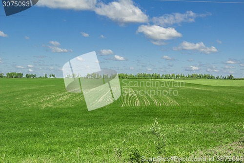 Image of summer landscape