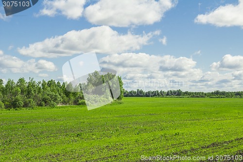 Image of summer landscape