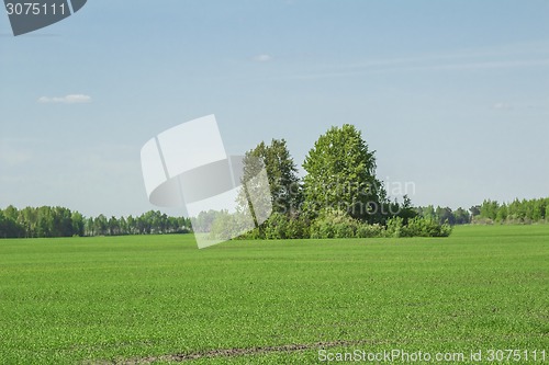 Image of summer landscape