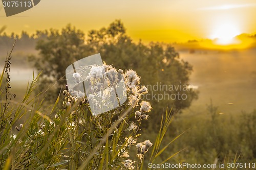 Image of       summer Morning.