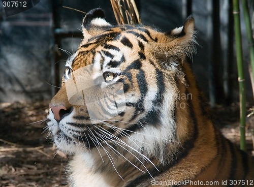 Image of Tiger