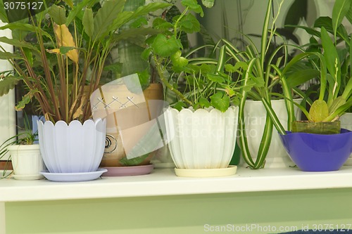 Image of Potted flowers