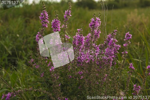 Image of       summer Morning.