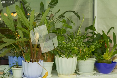 Image of Potted flowers