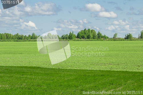 Image of summer landscape